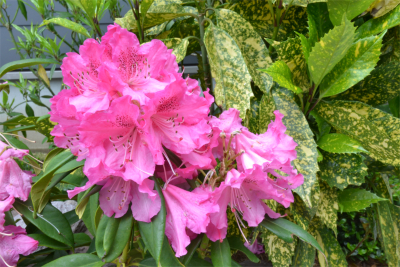 A image of 葉山町長柄プロジェクト