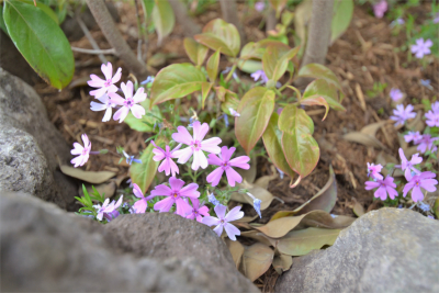 A image of 葉山町長柄プロジェクト