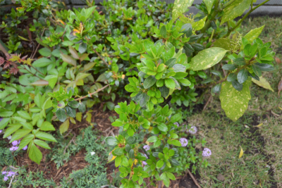A image of 葉山町長柄プロジェクト