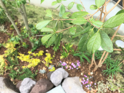A image of 葉山町長柄プロジェクト