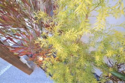 A image of 池子1丁目プロジェクト (A棟)